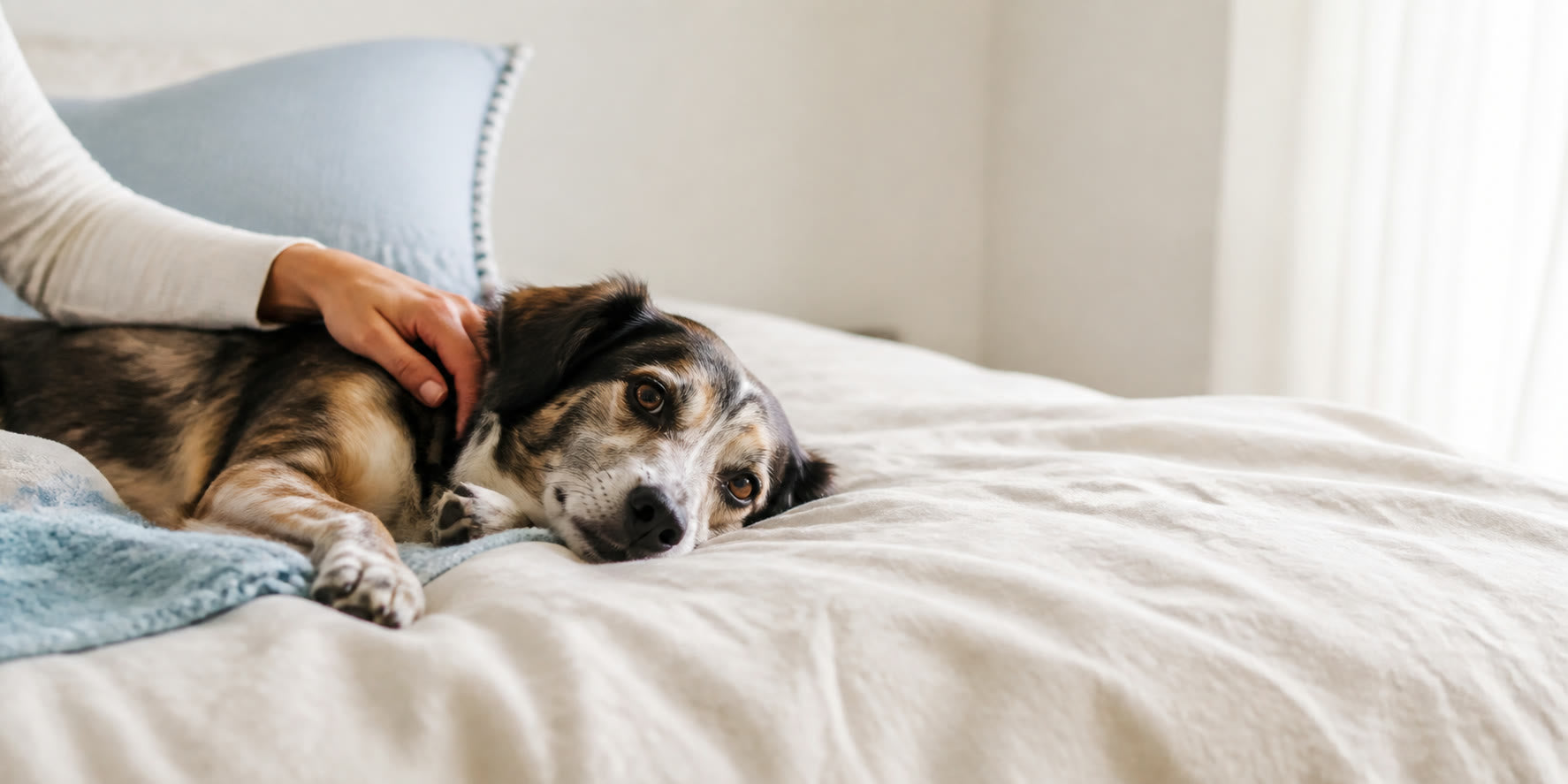 Concept dog and person editorial photograph
